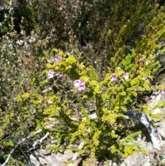 Prostanthera decussata (Dense Mint Bush) at Tennent, ACT - 23 Sep 2014 by jeremyahagan