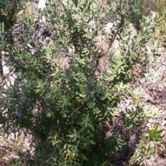 Persoonia rigida (Hairy Geebung) at Tennent, ACT - 23 Sep 2014 by jeremyahagan