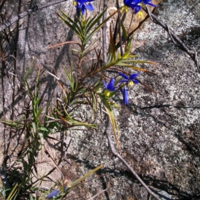 Stypandra glauca (Nodding Blue Lily) at Tennent, ACT - 23 Sep 2014 by jeremyahagan