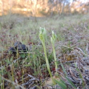 Hymenochilus cycnocephalus at Conder, ACT - suppressed