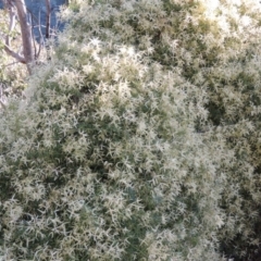 Clematis leptophylla (Small-leaf Clematis, Old Man's Beard) at Conder, ACT - 23 Sep 2014 by michaelb