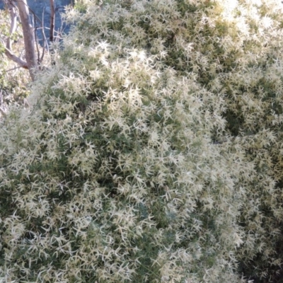 Clematis leptophylla (Small-leaf Clematis, Old Man's Beard) at Conder, ACT - 23 Sep 2014 by MichaelBedingfield