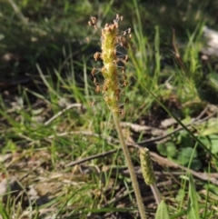 Plantago varia (Native Plaintain) at Conder, ACT - 23 Sep 2014 by michaelb