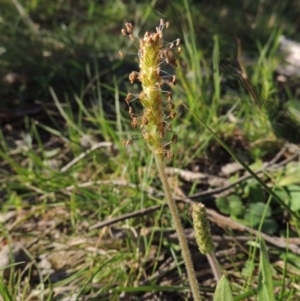 Plantago varia at Conder, ACT - 23 Sep 2014