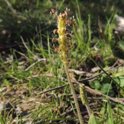 Plantago varia (Native Plaintain) at Conder, ACT - 23 Sep 2014 by MichaelBedingfield