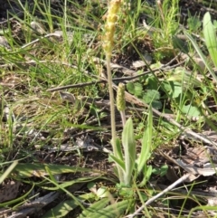 Plantago varia at Conder, ACT - 23 Sep 2014