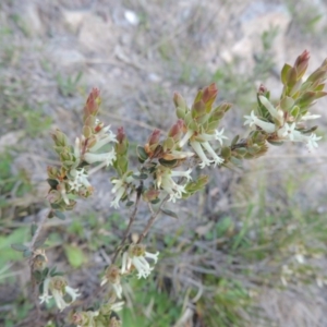 Brachyloma daphnoides at Conder, ACT - 23 Sep 2014