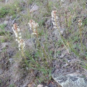 Stackhousia monogyna at Conder, ACT - 23 Sep 2014 06:30 PM