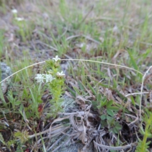 Asperula conferta at Conder, ACT - 23 Sep 2014