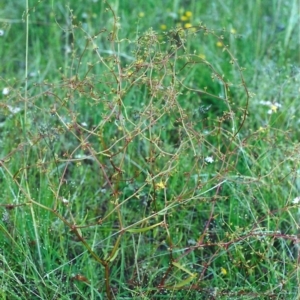 Rumex dumosus at Conder, ACT - 11 Dec 2000