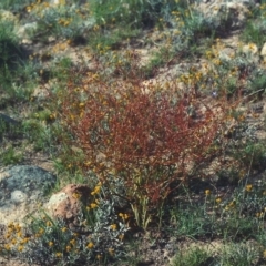 Rumex dumosus (Wiry Dock) at Bonython, ACT - 28 Nov 2007 by MichaelBedingfield