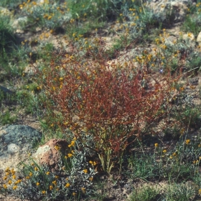 Rumex dumosus (Wiry Dock) at Barneys Hill/Mt Stranger - 28 Nov 2007 by MichaelBedingfield