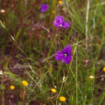 Thysanotus tuberosus subsp. tuberosus (Common Fringe-lily) at Tuggeranong Hill - 26 Nov 1999 by michaelb