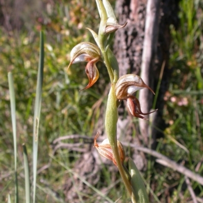 Oligochaetochilus hamatus (Southern Hooked Rustyhood) at P11 - 8 Nov 2010 by waltraud