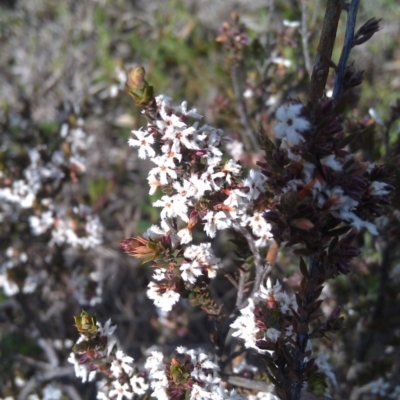 Leucopogon attenuatus (Small-leaved Beard Heath) at Bonython, ACT - 26 Sep 2014 by galah681