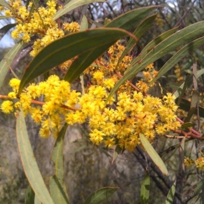 Acacia rubida (Red-stemmed Wattle, Red-leaved Wattle) at Greenway, ACT - 26 Sep 2014 by galah681