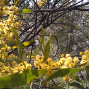 Acacia rubida at Greenway, ACT - 26 Sep 2014 11:51 AM