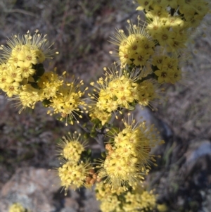 Phebalium squamulosum subsp. ozothamnoides at Bonython, ACT - 26 Sep 2014 10:59 AM