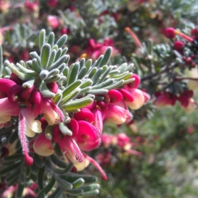 Grevillea lanigera (Woolly Grevillea) at Bonython, ACT - 26 Sep 2014 by galah681