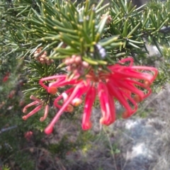 Grevillea juniperina (Grevillea) at Greenway, ACT - 26 Sep 2014 by galah681