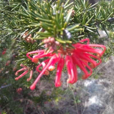 Grevillea juniperina (Grevillea) at Pine Island to Point Hut - 26 Sep 2014 by galah681