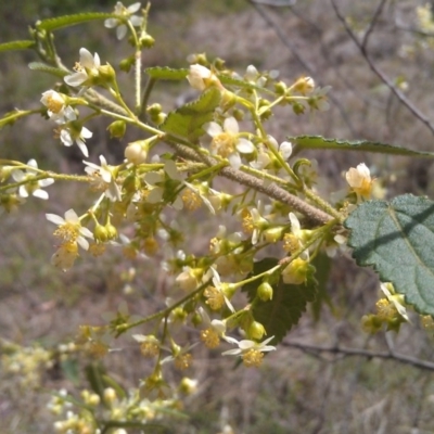 Gynatrix pulchella (Hemp Bush) at Greenway, ACT - 26 Sep 2014 by galah681