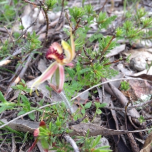 Caladenia actensis at suppressed - suppressed