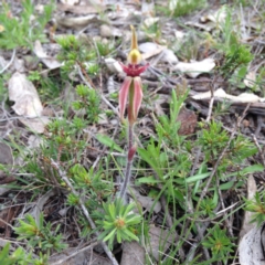 Caladenia actensis at suppressed - suppressed