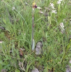 Caladenia actensis (Canberra Spider Orchid) at Majura, ACT - 26 Sep 2014 by margclough9