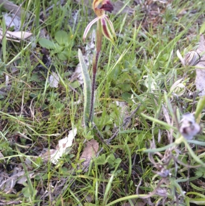 Caladenia actensis (Canberra Spider Orchid) at Majura, ACT - 26 Sep 2014 by margclough9