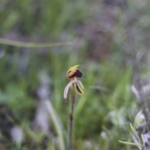 Caladenia actensis at suppressed - 26 Sep 2014