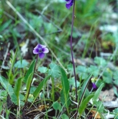 Viola betonicifolia (Mountain Violet) at Tuggeranong Hill - 19 Oct 2000 by michaelb