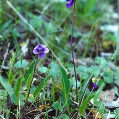 Viola betonicifolia (Mountain Violet) at Conder, ACT - 19 Oct 2000 by michaelb