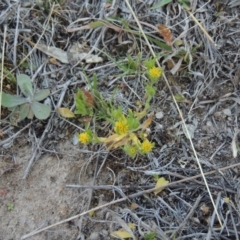 Triptilodiscus pygmaeus (Annual Daisy) at Conder, ACT - 23 Sep 2014 by michaelb