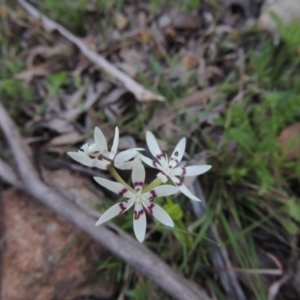 Wurmbea dioica subsp. dioica at Conder, ACT - 23 Sep 2014 07:13 PM