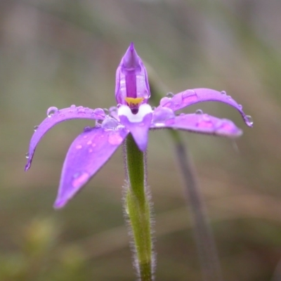 Glossodia major (Wax Lip Orchid) at Canberra Central, ACT - 24 Sep 2014 by waltraud