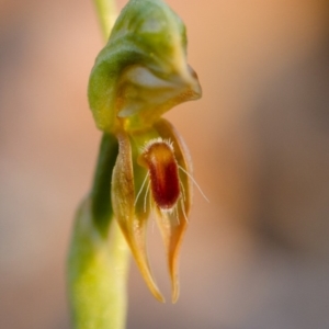 Oligochaetochilus aciculiformis at Canberra Central, ACT - suppressed