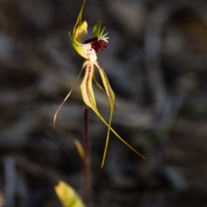 Caladenia atrovespa at Canberra Central, ACT - suppressed