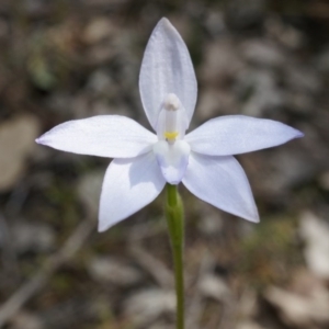 Glossodia major at Canberra Central, ACT - suppressed