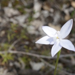 Glossodia major at Canberra Central, ACT - suppressed