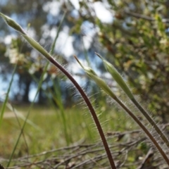 Caladenia atrovespa (Green-comb Spider Orchid) at Canberra Central, ACT - 27 Sep 2014 by AaronClausen