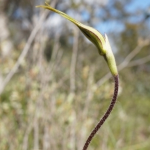 Caladenia atrovespa at Canberra Central, ACT - 27 Sep 2014