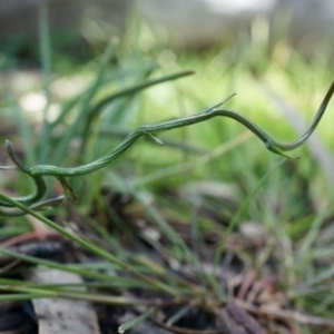 Thysanotus patersonii at Canberra Central, ACT - 27 Sep 2014 01:28 PM