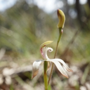 Caladenia ustulata at Canberra Central, ACT - suppressed