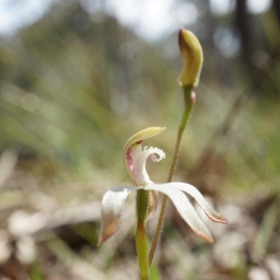 Caladenia ustulata (Brown Caps) at Canberra Central, ACT - 27 Sep 2014 by AaronClausen