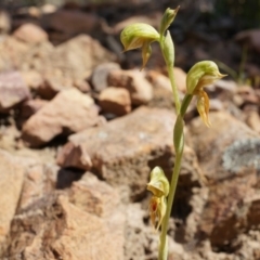 Oligochaetochilus aciculiformis (Needle-point rustyhood) at Canberra Central, ACT - 27 Sep 2014 by AaronClausen