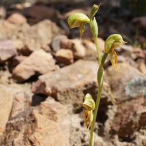 Oligochaetochilus aciculiformis at Canberra Central, ACT - suppressed