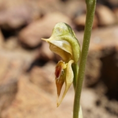 Oligochaetochilus aciculiformis at Canberra Central, ACT - suppressed