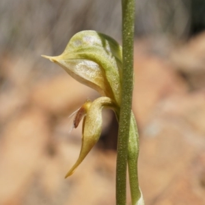 Oligochaetochilus aciculiformis at Canberra Central, ACT - suppressed