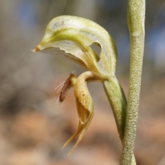 Oligochaetochilus aciculiformis (Needle-point rustyhood) at Canberra Central, ACT - 27 Sep 2014 by AaronClausen